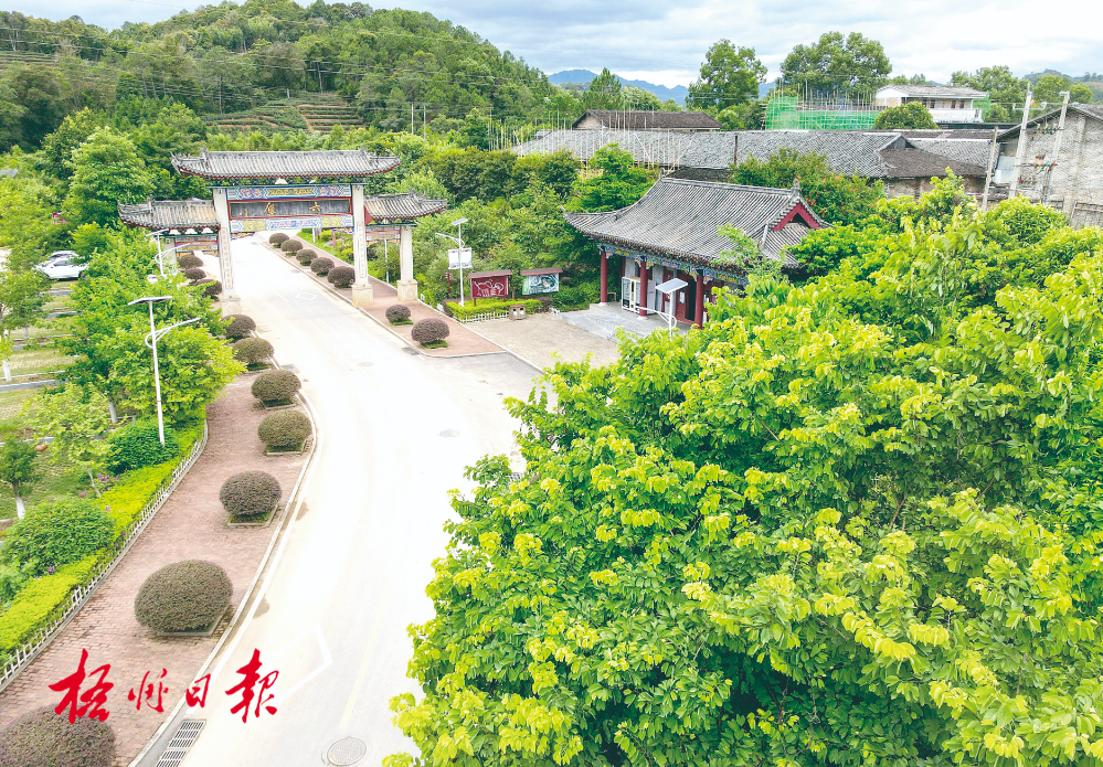 梧州全市生態(tài)茶園面積達(dá)33.34萬(wàn)畝！