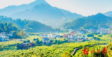 排名全國(guó)第13名！“梧州六堡茶”品牌價(jià)值實(shí)現(xiàn)新突破